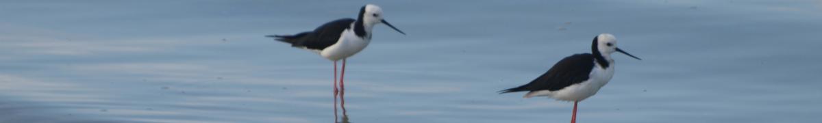 Pied stilts