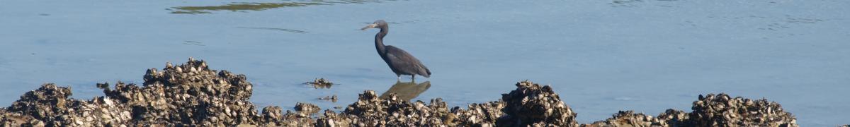 Black shag